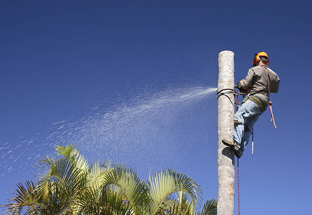  Andale, KS Tree Removal Services Pros